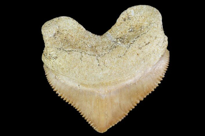 Fossil Crow Shark (Squalicorax) Tooth- Morocco #110081